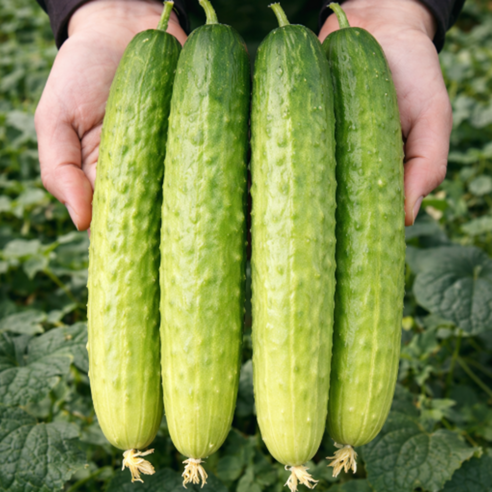 [반값초특가] 고품질선별 시원한 백오이 백다다기오이, 1박스, 3kg