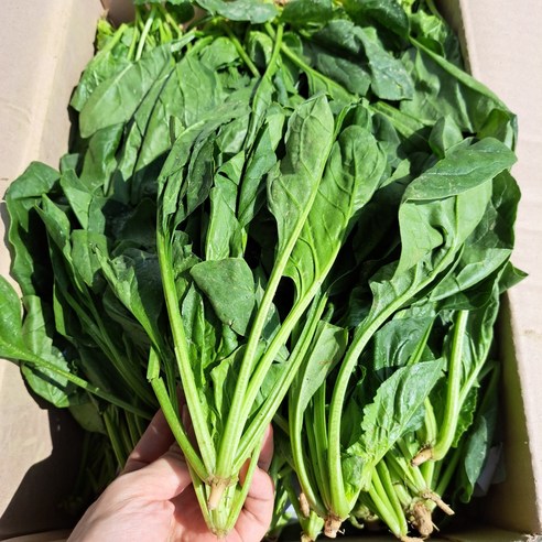 제철 생 시금치 1박스 4kg, 1박스(4kg), 1개