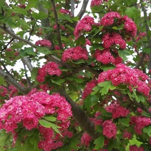 산사나무 홍화산사, 1개