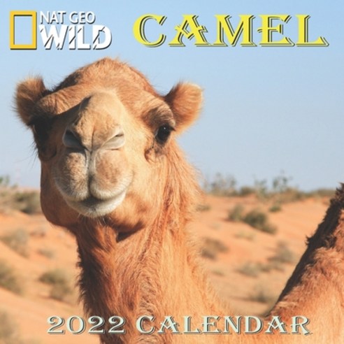 Camel Calendar 2022: CAMEL calendar 2022 "8.5x8.5" Inch 16 Months JAN 2022 TO APR 2023 finished and ... Paperback, Independently Published, English, 9798746755636