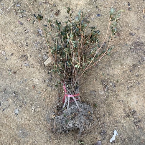 영산홍 묘목 하나로 삭막한 베란다에 생기를 불어넣으세요!