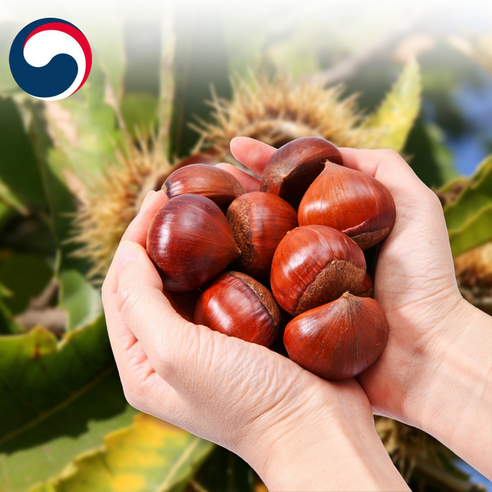 가을의 풍요를 담은 2023년 햇 공주 밤, 맛과 건강을 한 번에!