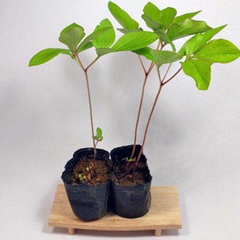 골드씨드 작약 4치 포트 야생화 1개, 다년생식물, 노지월동식물, 지피식물, 꽃피는 야생화 다년초사랑농원