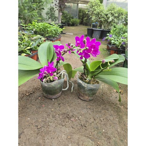 삭막한 내 공간에 생기를 불어넣는 마법, 미니 호접란 1+1 후기 호접난