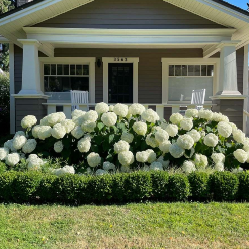 똥손도 금손되는 마법, 아나벨 수국으로 초록빛 일상을 시작하세요!
