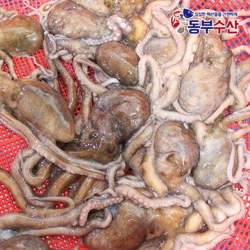 오늘 저녁, 잃어버린 입맛 되찾아 줄 마법! 탱글탱글 살아있는 활낙지 한 마리