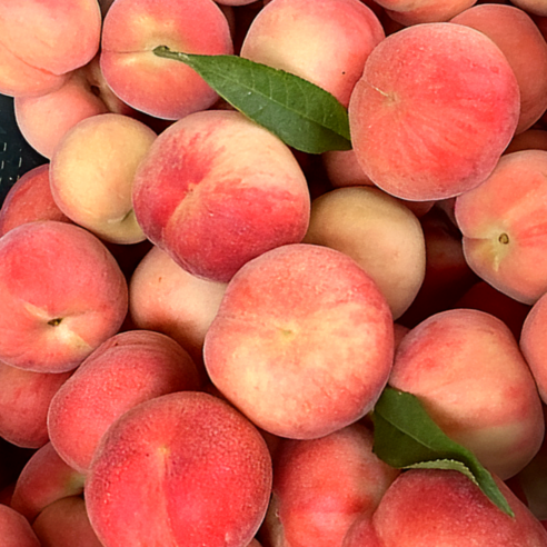 아삭함에 반하고, 달콤함에 빠지다! 딱복숭아, 왜 이리 끌릴까? 이청아요가복