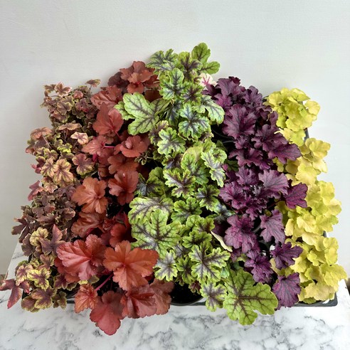 칙칙한 베란다, 생기 넘치는 나만의 정원으로! 휴케라 5종 세트 솔직 후기 휴케라