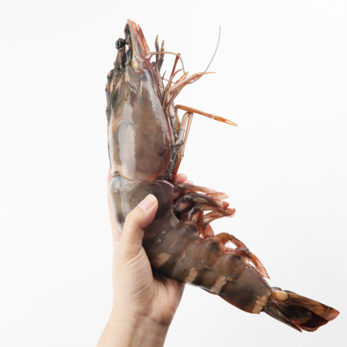 자연산 킹타이거새우 냉동 새우, 1개, (180~230g) 28cm내외