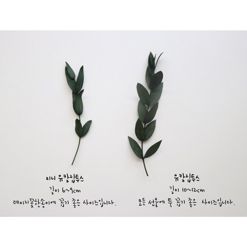 마음담는날 [데이지크라프트] 돌잔치 이벤트 포장지 세트, 데이지한송이 세트