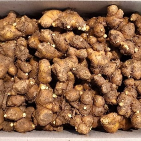 매년 비실비실한 생강, 이젠 끝! 씨생강 선택으로 풍성한 수확을 꿈꿔보세요 씨생강