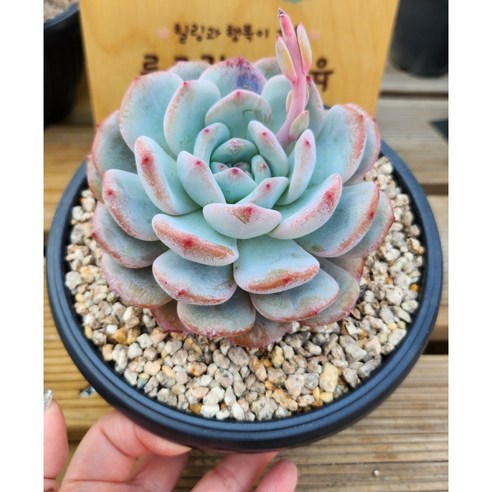 쉽고 아름다운 다육이 먼로를 키우는 방법