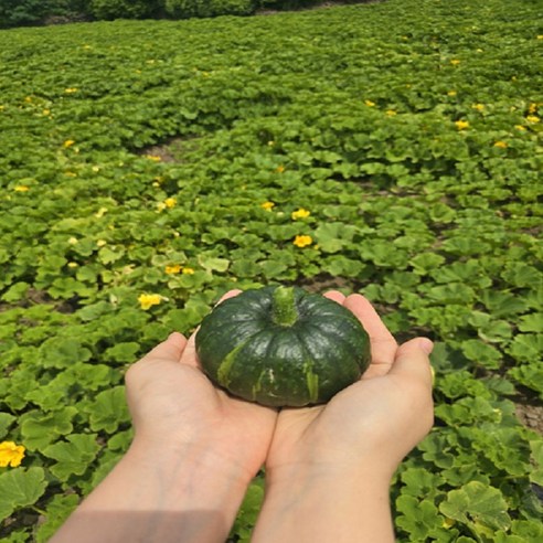 한라보라 [산지직송]24년 햇 단호박 하우스 미니 밤호박 제주도 밤단호박 특상품 3kg, 1박스