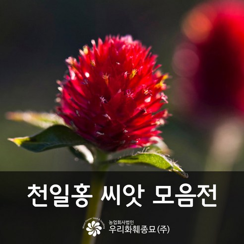 우리화훼종묘 천일홍 씨앗- 스트로베리 필드 0.10g, 1개