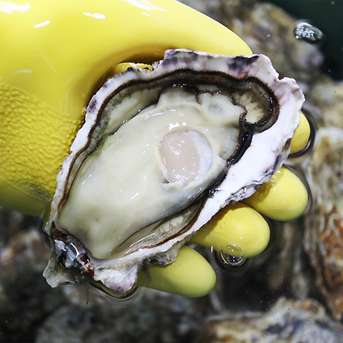 최고의 식감을 선사하는 최상급 통영 생굴