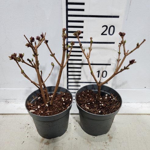 향긋한 설렘을 정원에, 미스김라일락 묘목