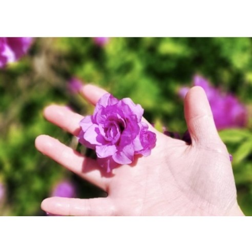 가든 속 숨은 보석, 겹철쭉