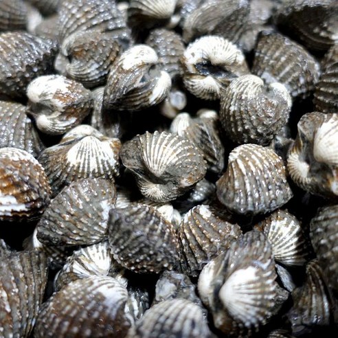 신선한 바다의 맛, 13번수산 벌교꼬막_참꼬막