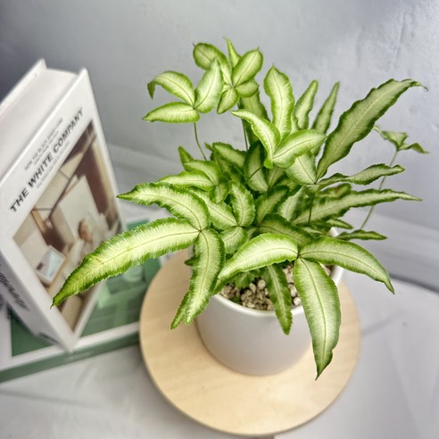 "혹시 나도 식물 집사?": 푸테리스 고사리로 시작하는 초록빛 일상 음지식물