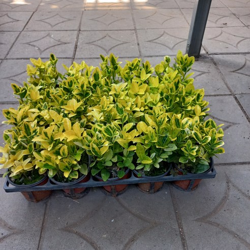 황금사철나무, 삭막한 일상에 작은 행복을 더하다