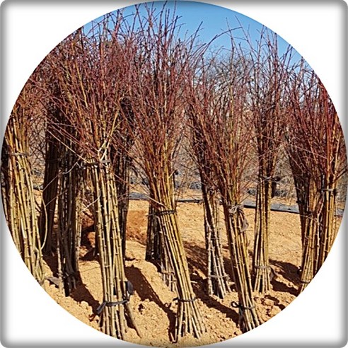 홍도화 묘목으로 핑크빛 설렘 가득한 나만의 정원을 완성하세요!