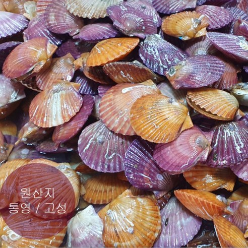 [산지직송] 베뷕스 쫄깃달큰 홍가리비, 1박스, 3kg