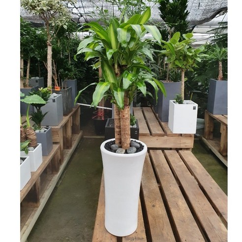 에코플랜트: 건강한 실내 환경과 아름다운 분위기를 위한 공기 정화 식물