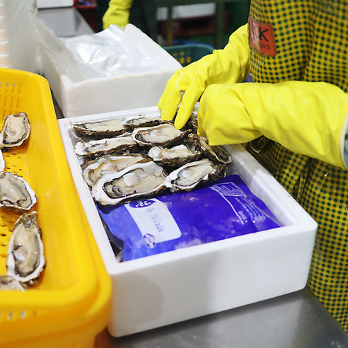 최고의 식감을 선사하는 최상급 통영 생굴