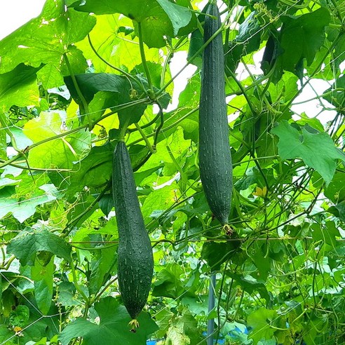 나린 작두콩 수세미 도라지 유근피즙으로 답답한 코, 이제 안녕!