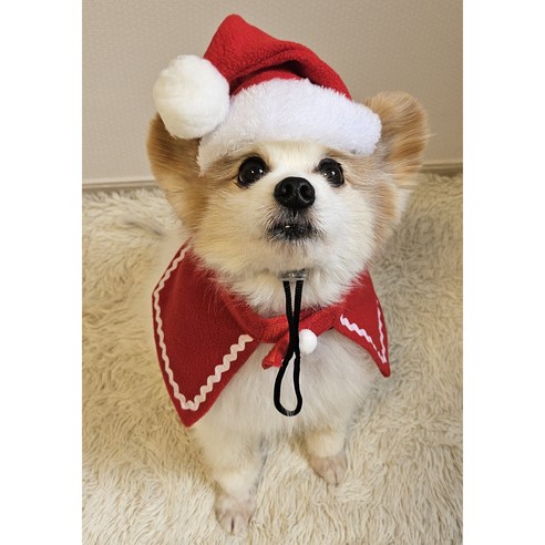 애완동물과 함께하는 특별한 크리스마스