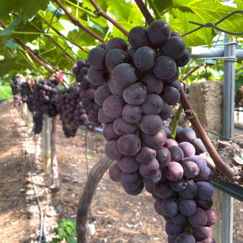 고당도 프리미엄 김천 경산 거봉 포도, 1개, 거봉 2kg 3-4수