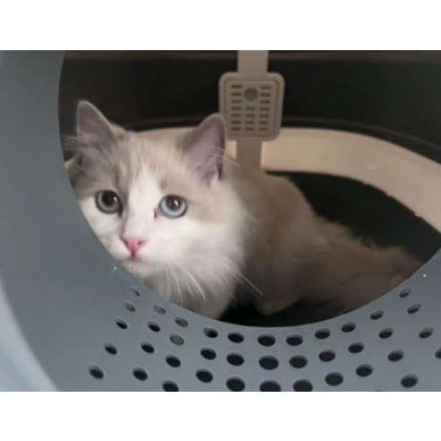 쾌적함과 청결함을 더한 혁신적인 고양이 화장실