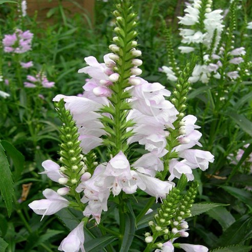 꽃범의꼬리 모종 여름꽃 야생화 - 10cm포트 3개