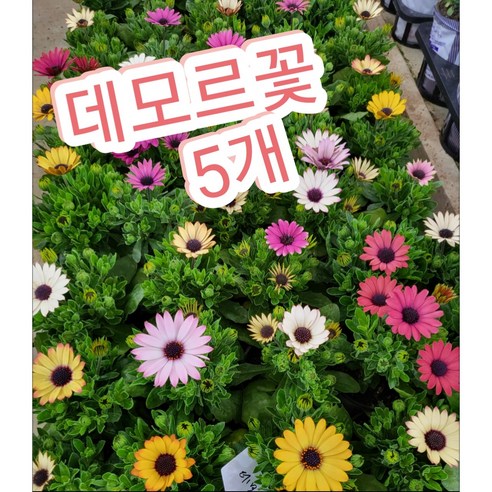 삭막한 일상에 꽃 한 송이, ‘데모르꽃’으로 작은 행복을 심어보세요 데모루