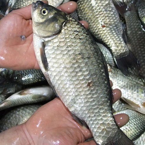 신선편의식재료와 저렴한 가격의 국내 자연산 민물고기 손질붕어 1kg