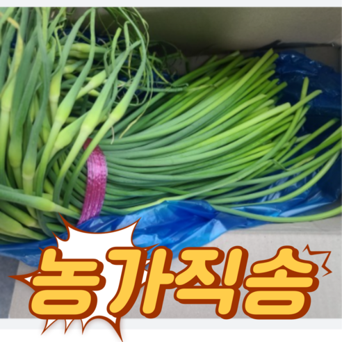 [농가직송] 국내산 특품 햇 마늘쫑 2kg 내외 남해 중품 마늘쫑 1kg 내외 햇마늘쫑 고흥마늘쫑 마늘쫑전남고흥 마늘쫑2키로 마늘쫑2kg 전남고흥마늘쫑 마늘쫑국내산, 1개