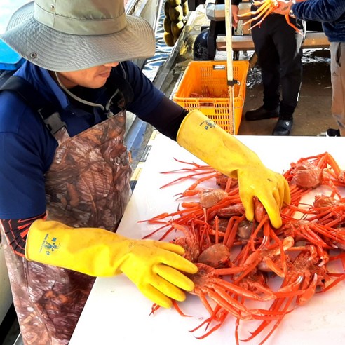 당일조업 선주직송 동해안 자숙 홍게 대박수율, 1개, 가성비형 3kg(10미 내외)