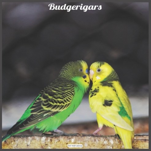 Budgerigars 2021 Wall Calendar: Official Budgerigar Wall Calendar 2021 Paperback, Independently Published, English, 9798577067953