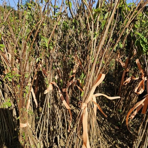 풍성한 목수국으로 완성하는 나만의 정원