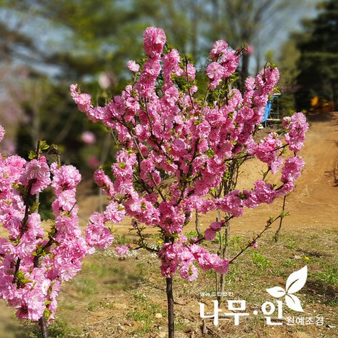 분홍옥매화로 당신의 정원에 봄을 심으세요