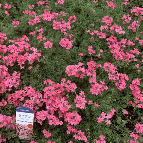 핑크빛 정원을 내 손안에! 파라솔버베나로 매일매일 꽃길만 걸으세요