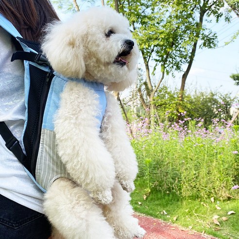 매력적인 디자인과 편리한 기능을 갖춘 혼시티 강아지 반려견 요술 가방 포대기