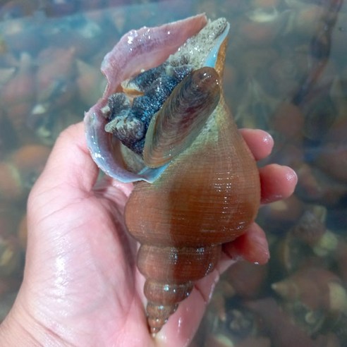 나발 고동 소라 1kg(8~10미)