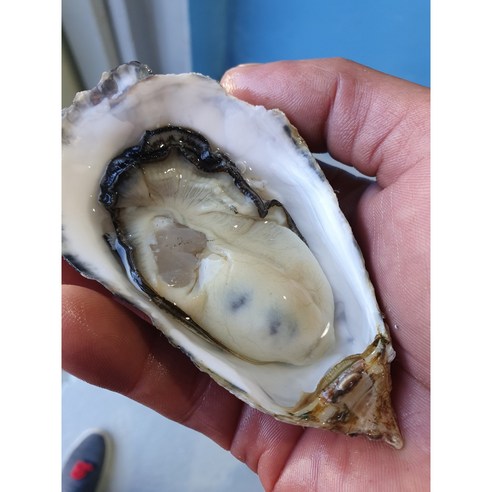 싱싱하고 깔끔하게 세척된 통영굴을 편리하게 즐기세요.
