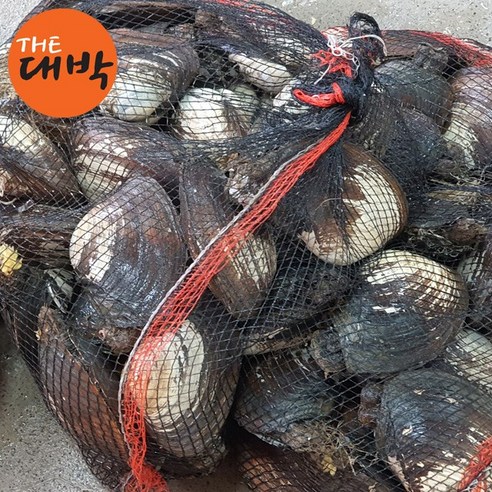 자연산 왕우럭조개로 일상에 특별함을 더하세요