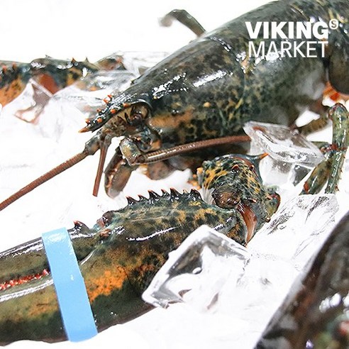 신선하고 맛있는 살아있는 캐나다 활 랍스터로 해산물 요리에 활력을 불어넣으세요.