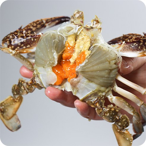 연평도 앞바다의 프리미엄 활 암꽃게