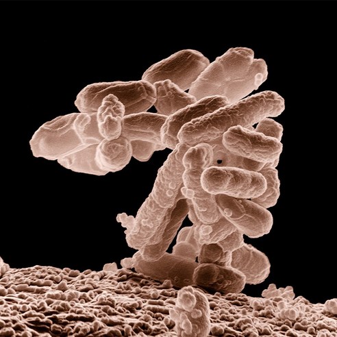 [과학쌤이오] 분자생물학 plasmid DNA 실험용 플라스미드 대장균