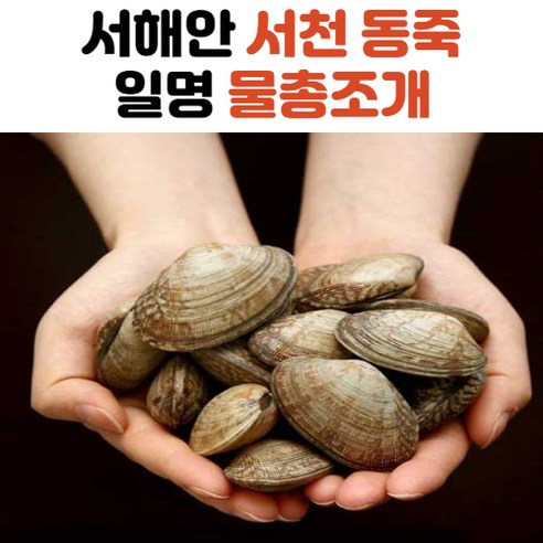 당일해감 서천 동죽 물총 조개 1kg 2kg 3kg 5kg, 1개