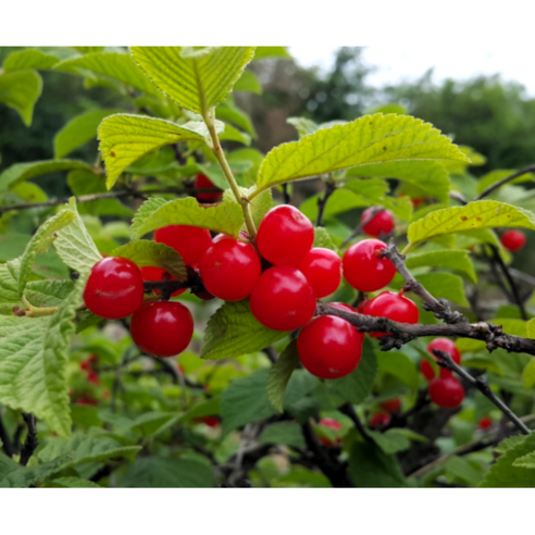 향긋한 정원을 꿈꾸며: 향수묘목농원 앵두나무 3년생 분묘 심어보기 앵두나무